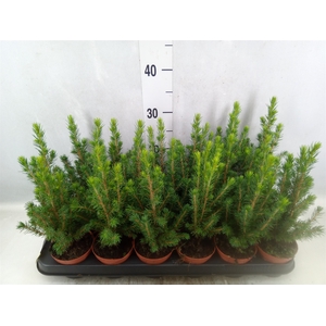 Picea glauca 'Conica'