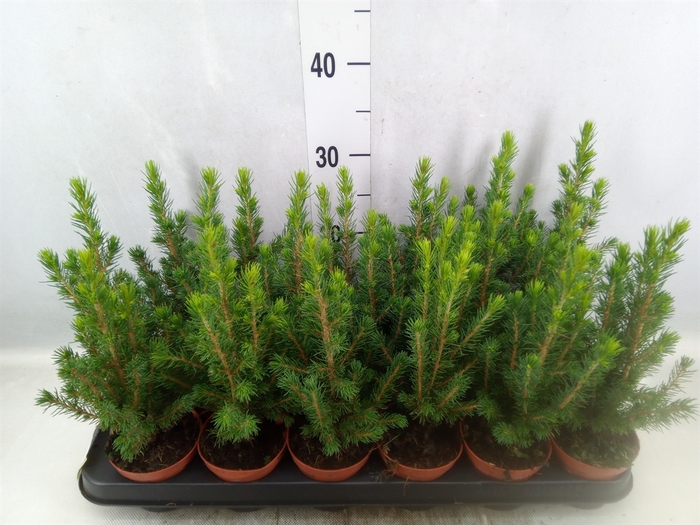 Picea glauca 'Conica'