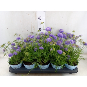 Scabiosa japonica