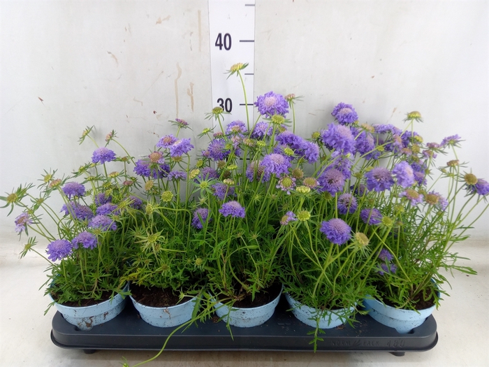 <h4>Scabiosa japonica</h4>
