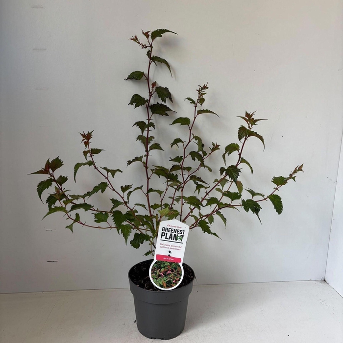 <h4>Neillia affinis</h4>