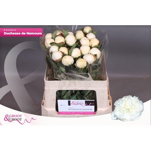 Paeonia Duchesse De Nemours | Heavy Quality