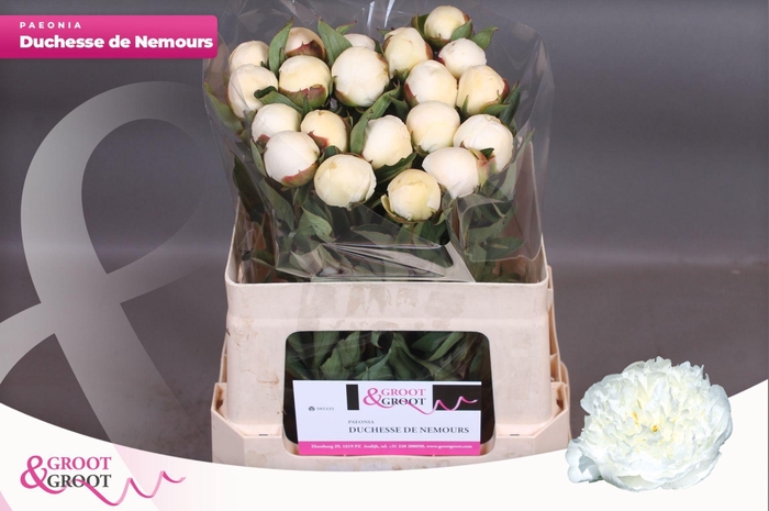 <h4>Paeonia Duchesse De Nemours | Heavy Quality</h4>