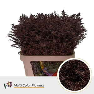 Solidago colored BORDEUX