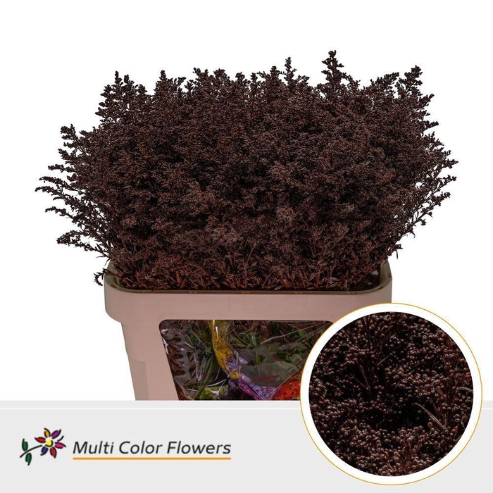 <h4>Solidago colored BORDEUX</h4>