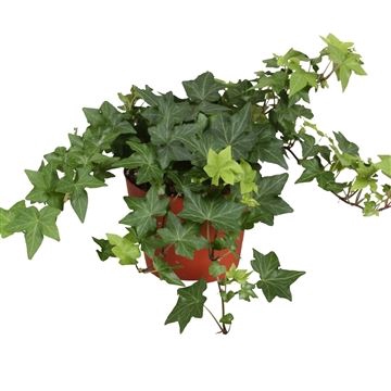 <h4>Hedera helix 'Brigitte'</h4>