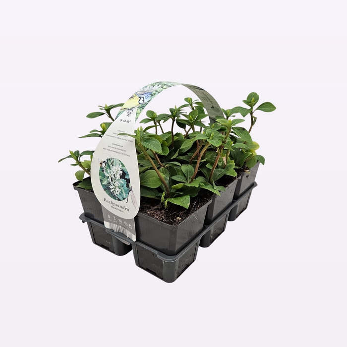 Pachysandra terminalis