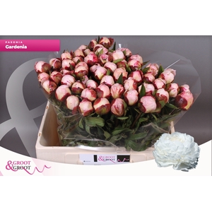 PAEO L GARDENIA
