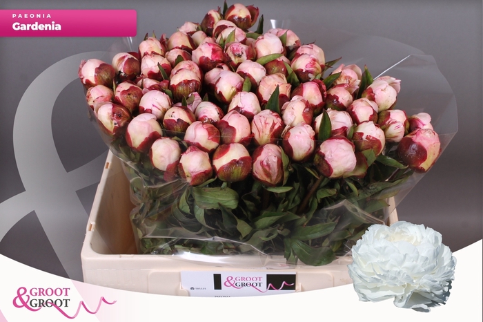 <h4>PAEO L GARDENIA</h4>