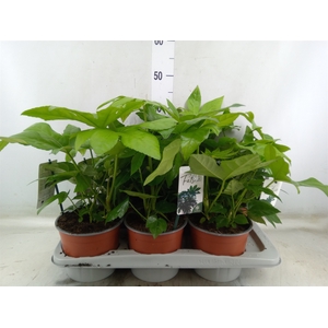 Fatsia japonica