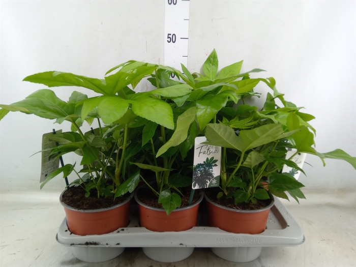 <h4>Fatsia japonica</h4>