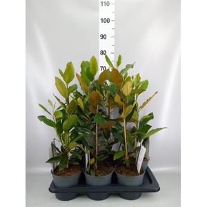 Magnolia grandiflora