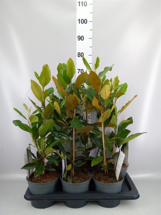 <h4>Magnolia grandiflora</h4>