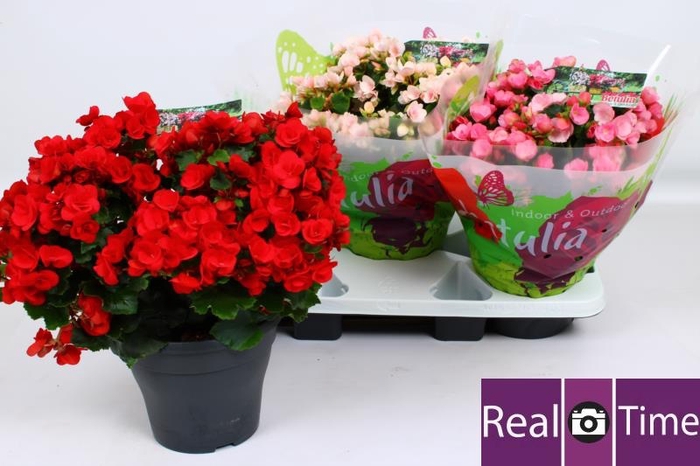 <h4>BEG EN BETULIA GEM</h4>