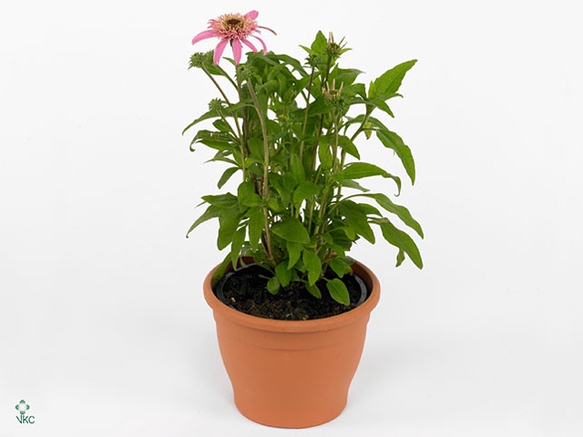 Echinacea purp. 'Pink Dble Delight'