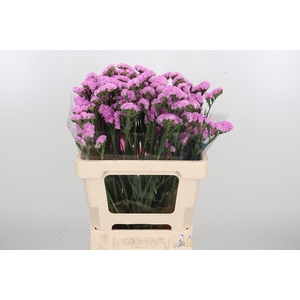 Lim S Rosel Su Birds