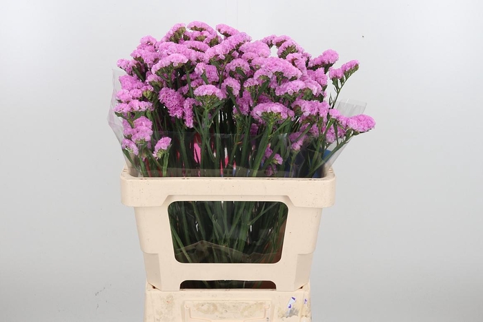 <h4>Lim S Rosel Su Birds</h4>