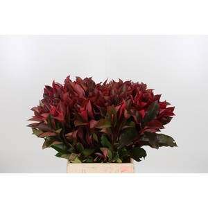 Photinia Red Robin