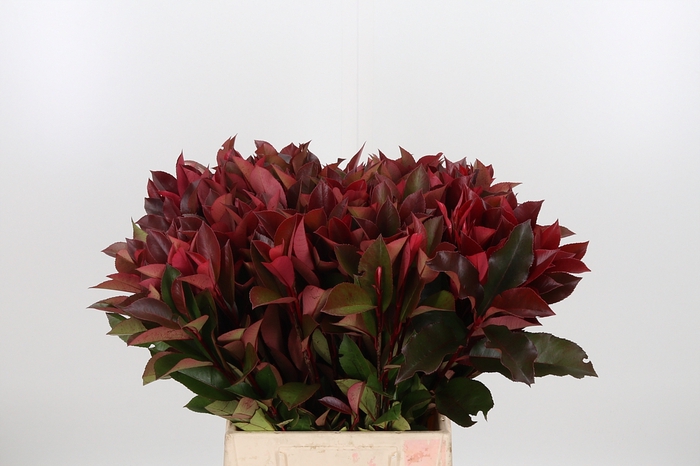 <h4>Photinia Red Robin</h4>