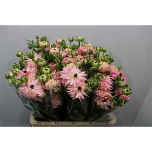 Ranunculus Butterfly Mod Venus