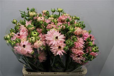<h4>Ranunculus Nat Moderna Venus Sta</h4>