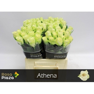 ROSA GR 'ATHENA'