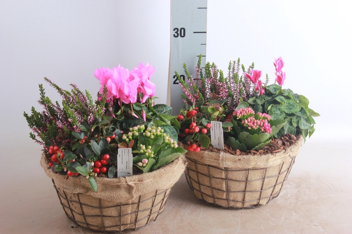 <h4>ARR TUINPLANTEN</h4>