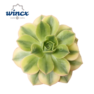 Aeonium Starburst Cutflower Wincx-8cm