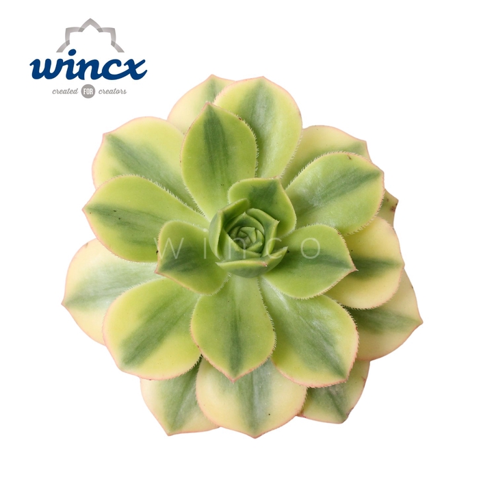 <h4>Aeonium Starburst Cutflower Wincx-8cm</h4>