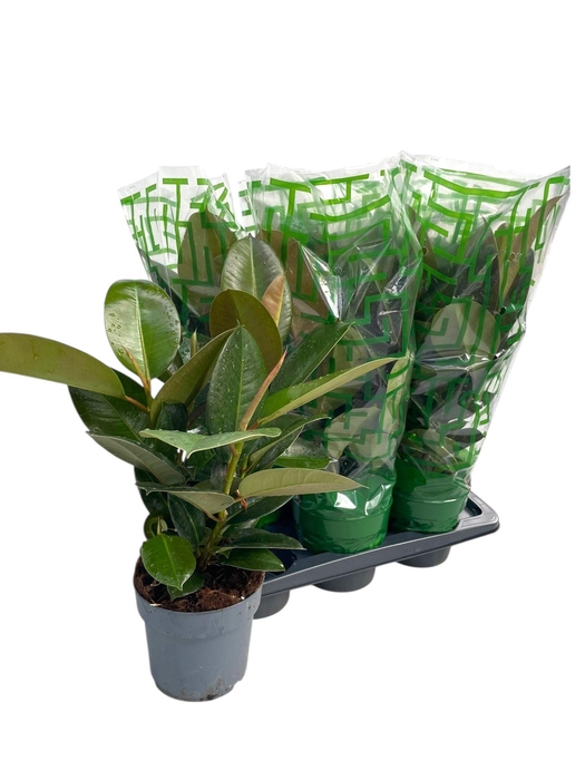 <h4>FIC EL ROBUSTA</h4>