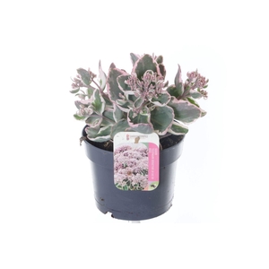 Sedum telephium La Vie en Rose