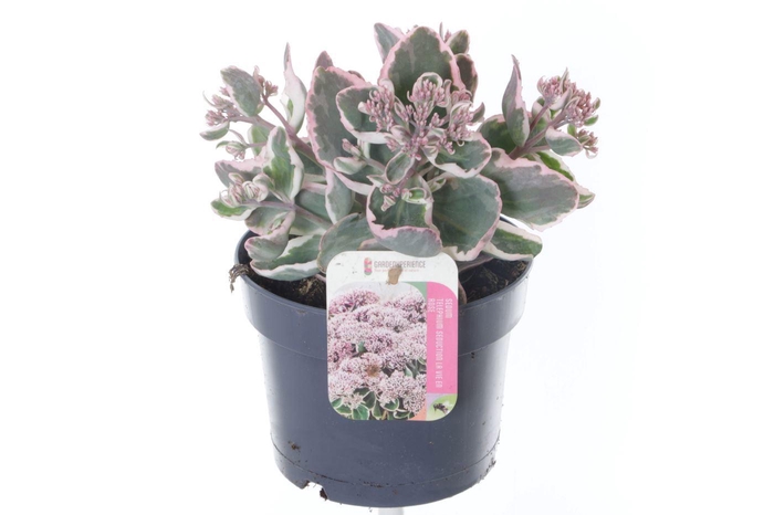<h4>Sedum telephium La Vie en Rose</h4>