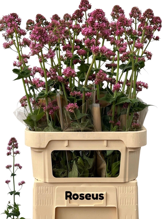 <h4>CENTR RUBER OV</h4>