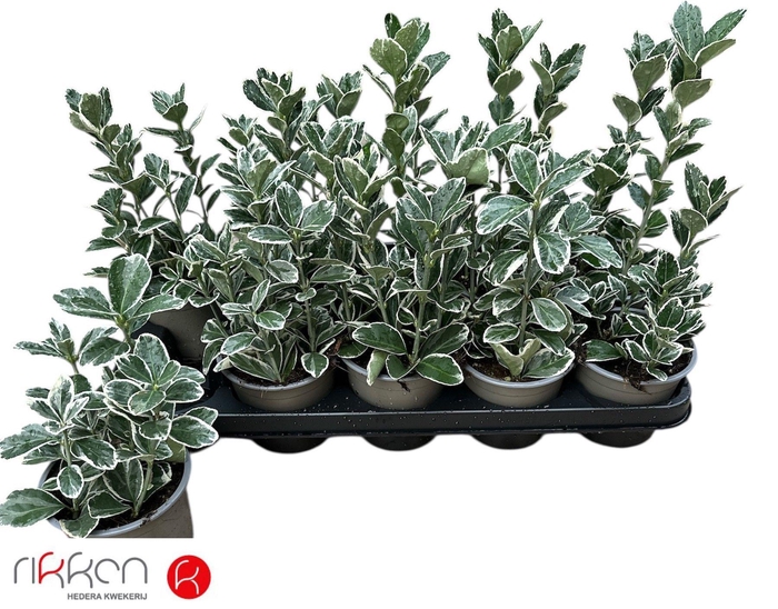 <h4>EUONYMUS JAP KATHY</h4>