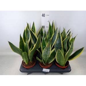 Sansevieria  'Star Canary'