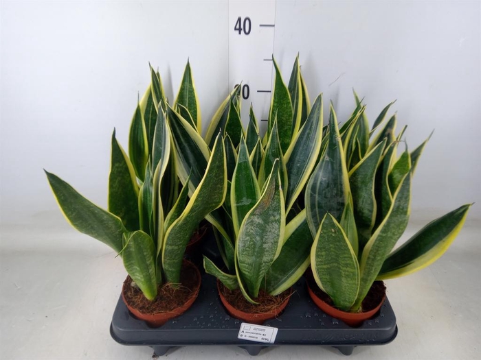 <h4>Sansevieria  'Star Canary'</h4>