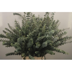 Euc Baby Blue Per Bunch Za 300 Gram