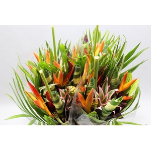 Heliconia A Bqt Dag Ron 566