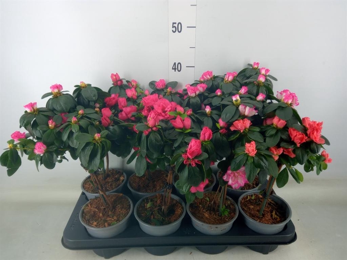 <h4>Rhododendron sim.   ...</h4>