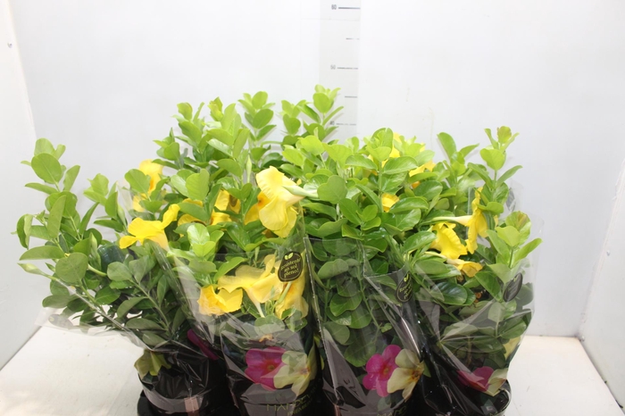 <h4>DIPLADENIA GOLDEN P14 PREMIUM</h4>