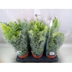 Phlebodium aureum 'Davana'