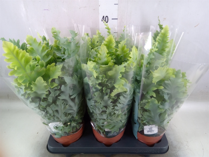 <h4>Phlebodium aureum 'Davana'</h4>