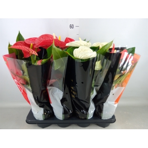 Anthurium   ...mix