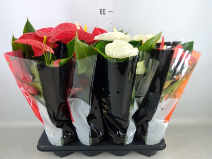 <h4>Anthurium   ...mix</h4>