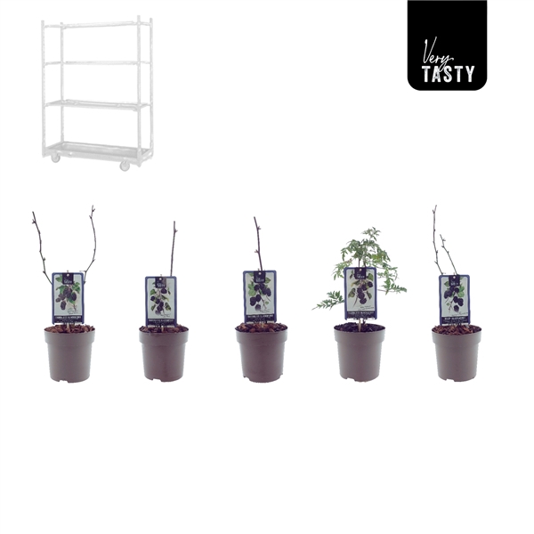 <h4>Blackberry Mix-CC</h4>