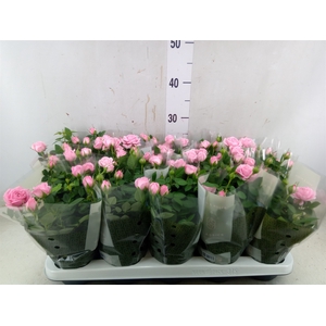 Rosa  'Elysium Kordana'