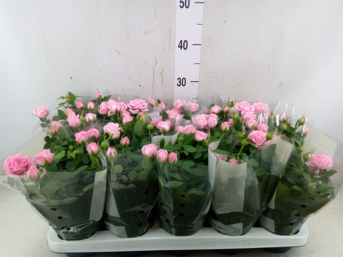 <h4>Rosa  'Elysium Kordana'</h4>