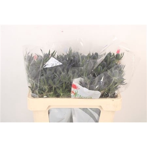 Eryngium Mag Blue Lagoon