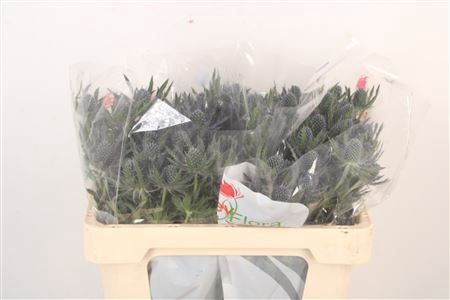 <h4>Eryngium Mag Blue Lagoon</h4>