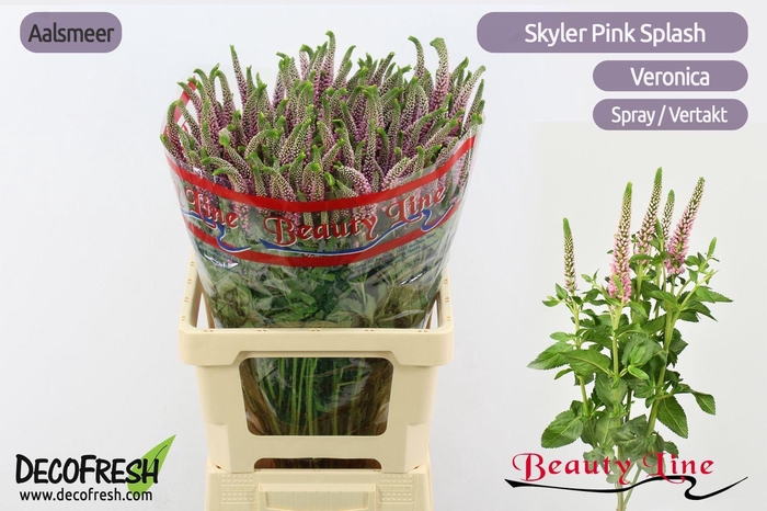 <h4>VERON L SKYLER PINK</h4>